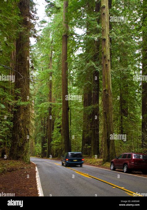 Avenue of the Giants Humboldt Redwoods State Park California USA Stock ...