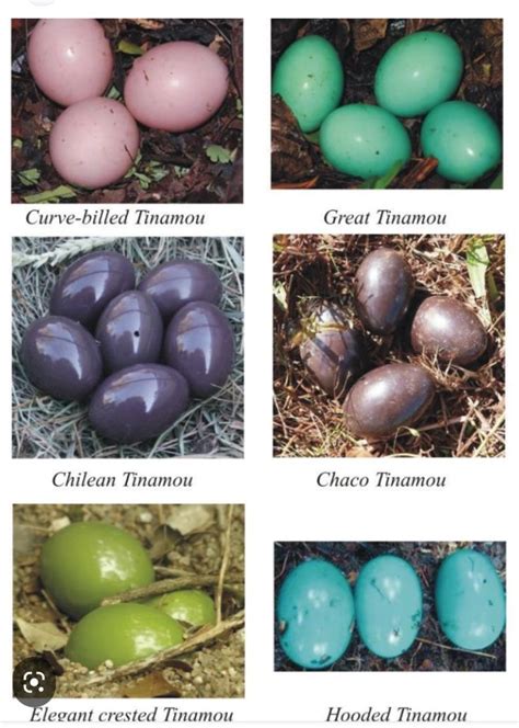 Tinamou Eggs: A Colorful Assortment