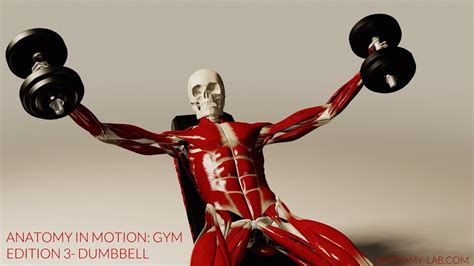 Anatomy In Motion: Gym Edition Part 3- Dumbbell - YouTube