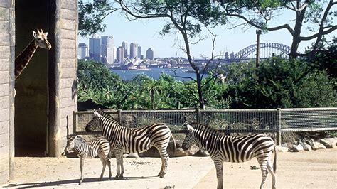 Taronga Zoo Sydney – Zoo Review | Condé Nast Traveler