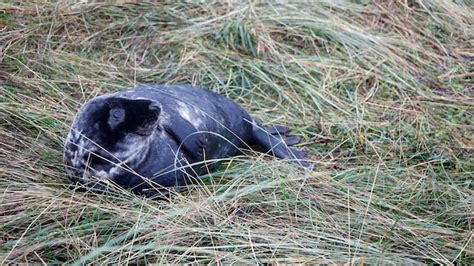 Premium Photo | Grey seals on the beach during the breeding season