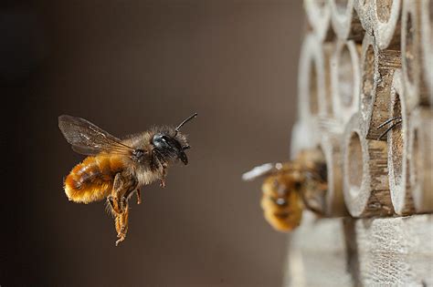 The Buzz about Bees - Solitary Bees - Glen Echo Nurseries