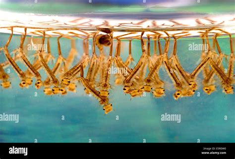 Mosquito larvae (Culex sp Stock Photo - Alamy