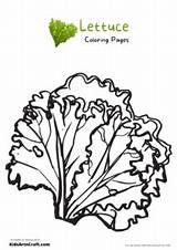 Lettuce Coloring Pages For Kids – Free Printables  Art & Craft sketch template
