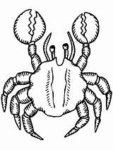 Crab Pictures  Coloring Home sketch template
