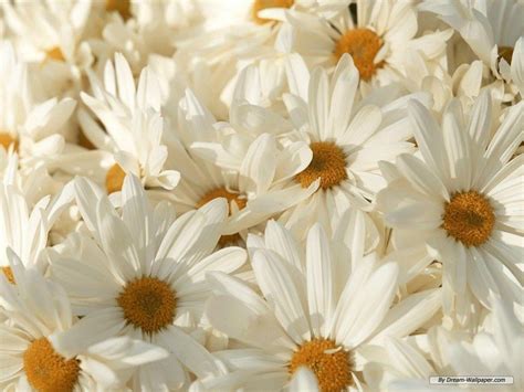 White Flower Wallpapers - Wallpaper Cave