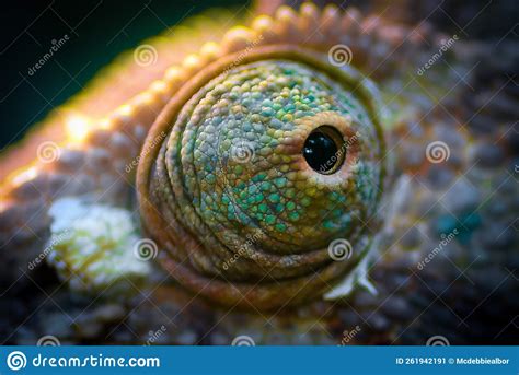 Chameleon Eye Close Up Macro Shot Stock Image - Image of people, green: 261942191