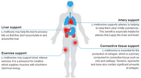 Methylation & Detoxification - Global Recharge