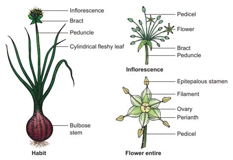 Botanical description of Allium cepa