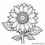 Sunflower Coloring Pages  Free & Printable coloring pages sketch template