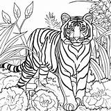 Tiger Outline Draw Colouring Pages Outlines Coloring Siberian Drawing  sketch template