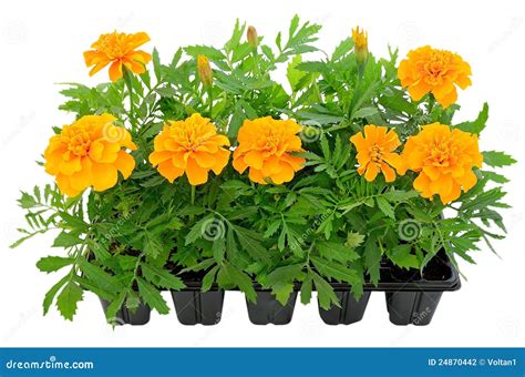 Tagetes Flower Seedlings in Containers Stock Photo - Image of group, leaf: 24870442