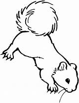 Free Squirrel Coloring Pages sketch template