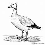 Goose Coloring Pages  Free & Printable sketch template