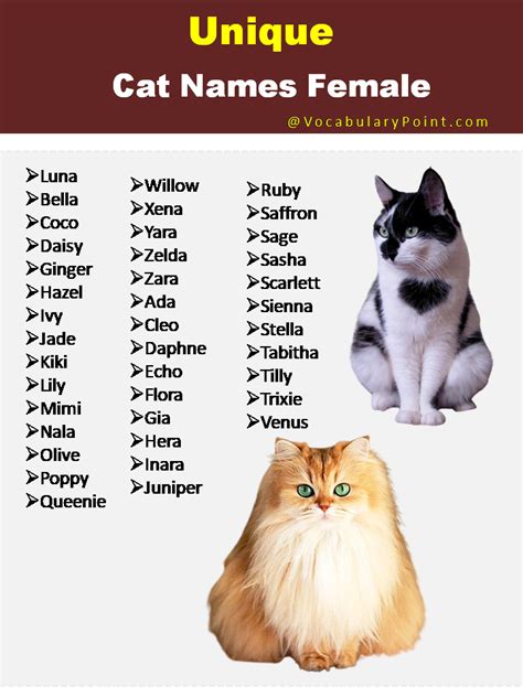 150+ Unique Cat Names in English (Black, Gray And Kitten) - Vocabulary ...