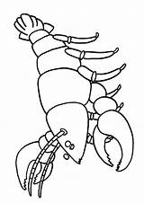 Simple Lobster Coloring Page  Free Printable Pages For Kids sketch template