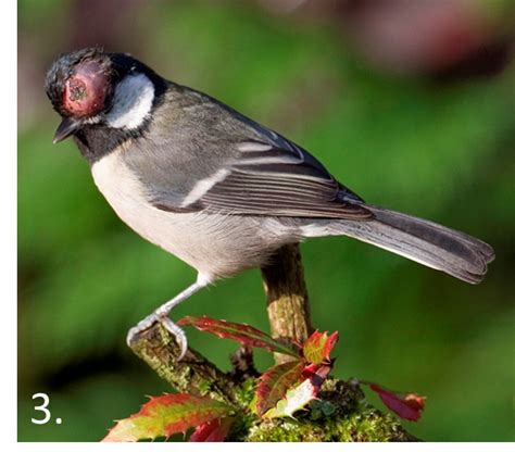 Bird Eye Infection Treatment Wild Birds - unique rare bird