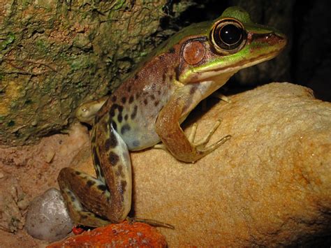 Amazon River Frog | Lithobates palmipes. Where: Tepequém, Am… | Flickr