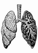 Lung Coloring Pages  Learny Kids sketch template