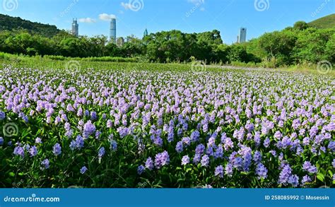 Pontederia Crassipes Purple Flower in Garden Stock Footage - Video of blossom, fruit: 258085992