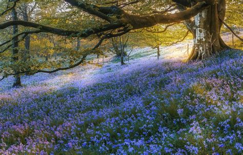 Bluebell Woods Wallpapers - Wallpaper Cave