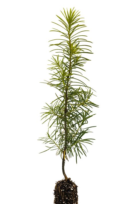 Living Christmas Tree | Douglas-Fir – The Jonsteen Company