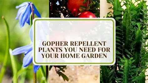 19 Gopher Repellent Plants You Need for Your Home Garden - Plant America