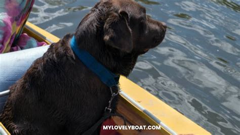 Boat Names For Dog Lovers – Our Top 50+ Picks!