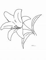 Free Easter Lily Coloring Pages sketch template