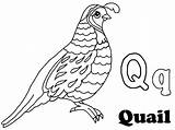 Quail Coloring Pages For Kids Sketch Page sketch template