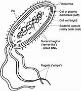 Prokaryote Cell Coloring Pages sketch template