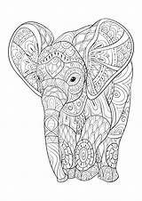 Young Elephant  Elephants Adult Coloring Pages sketch template