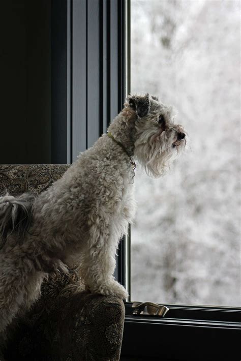 Schnoodle Temperament Problems – What You Need To Know