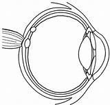 Free Coloring Pages Of Eye Diagram sketch template