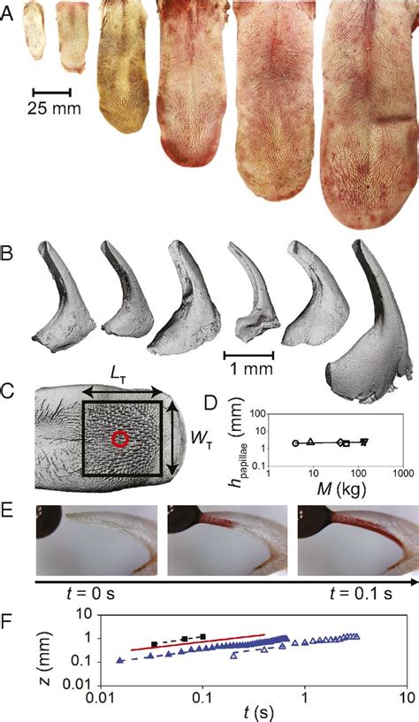 Cats use hollow papillae to wick saliva into fur | PNAS