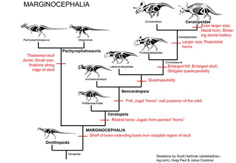 GEOL 104 Marginocephalia: That's Using Your Head!