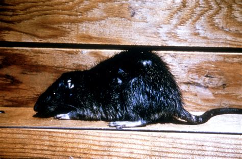 Free picture: norway, rat, rattus norvegicus, brown, rat, house, rat ...