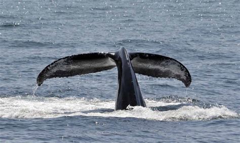 ¿Cómo es la ballena jorobada?