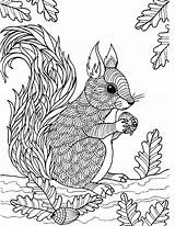 Printable Squirrel Coloring Pages sketch template