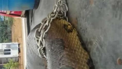 Man- eating Anaconda weighing 400Kg smoked out by construction workers ...