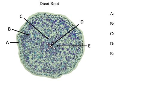 Solved Activity 5: Monocot & Dicot Roots The image provided | Chegg.com