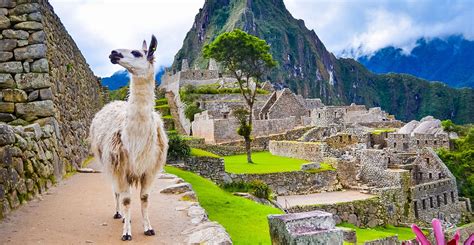 The rise and fall of the Inca Empire is recorded in llama poo | Natural History Museum