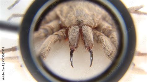 Tarantula , Spider Tarantula fangs Close up female of Spider Tarantula in threatening position ...