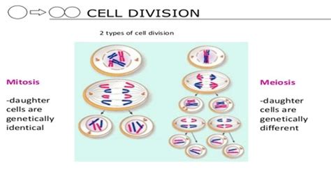 Define Cell Division with its Types - QS Study