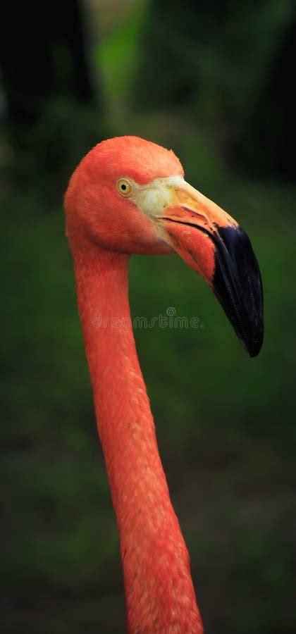 Portrait of a Flamingo stock photo. Image of animal, decorative - 99756240