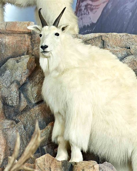 Mountain Goat Skins - Antlers by Klaus