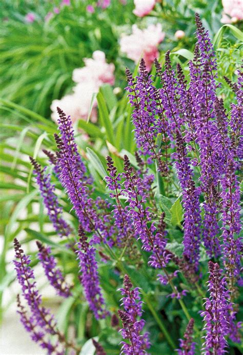 17 Vibrant Perennials That Bloom All Summer for a Colorful Garden ...