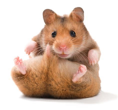 Hamster Breeds: Types of Hamsters | HubPages