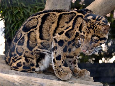 Clouded Leopard | Wildlife Photos-Info | The Wildlife