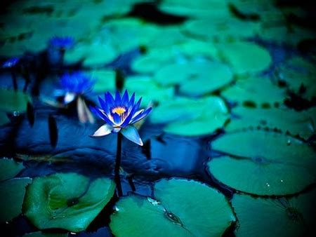 Blue Lotus - Flowers & Nature Background Wallpapers on Desktop Nexus (Image 950625)